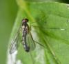 Sciapus platypterus